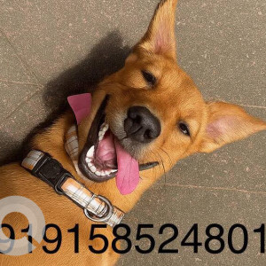 A Brown Indie Dog Found from Mazal Waddo, Anjuna