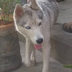 Found: White and Grey Female Husky Dog from Laggere