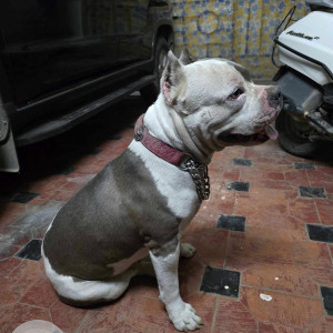 Found: Black and White Male Pitbull Dog from JNTU, Hyderabad-2