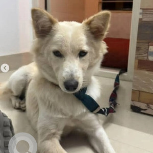 A White Spitz Dog Found from Subramanyapura, Bengaluru