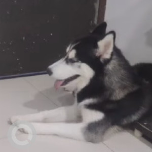 Missing: Black and White Male Husky Dog from Madhapur Ayyappa Society, near Raghavendra Hotel, Hyderabad