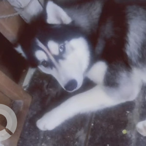 Missing: Black and White Male Husky Dog from Madhapur Ayyappa Society, near Raghavendra Hotel, Hyderabad-2