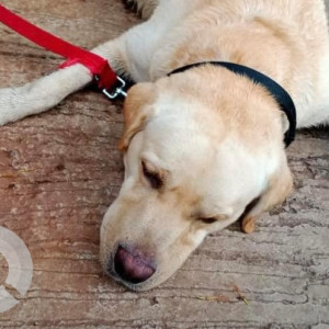 Found: White Male Labrador Dog from Vishal nagar