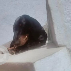 A Black and Brown Dachshund Dog Found from Thyagaraja Nagar, Bengaluru