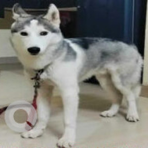 Missing: Black and White Male Siberian Husky Dog from Banur panjab