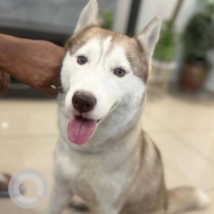 A White-Brown Mix Husky Dog Found from Kalyan Nagar, Bengaluru