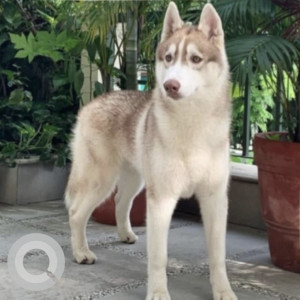 Missing: White Male Husky Dog from Indian Coffee House, New Market