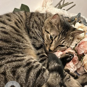 Missing: Black and Brown Male Indie Cat from Citadel Society of B.T. Kawade Road-2