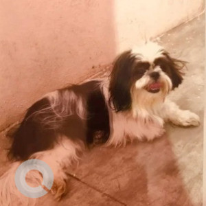 A Black and White Shihtzu Dog Missing from Ramamurthy Nagar, Bengaluru-2
