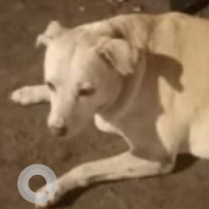 Found: White Female Indie Dog from Five Gardens, Dadar East