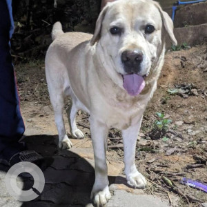 Found: White Male Labrador Dog from Ramsa Hills, Kharghuli