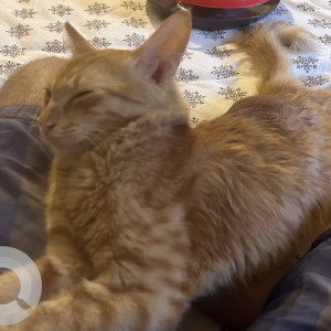 A Orange Ginger cat Cat Found from Nagavara, Bengaluru-2