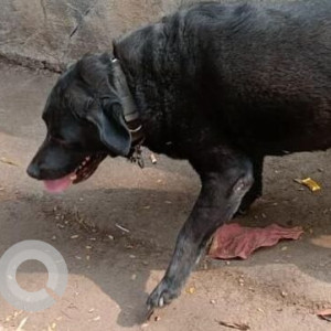 Found: Black Male Labrador Dog from Panchawati, Pashan Road