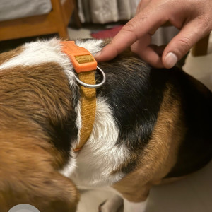 A White-Brown Mix Beagle Dog Found from RT Nagar, Bengaluru-3