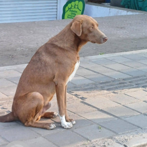 Found: Brown Male Indie Dog from Kaka Halwai Aryan center opposite Vaibhav theatre hadapsar, Pune-2