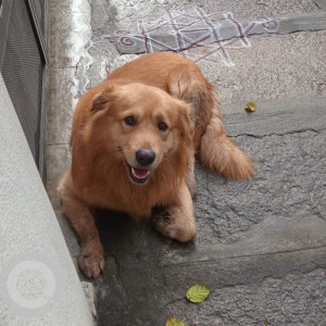 Found: Brown Male Golden Retriever Dog from Rajajinagar 6th Block