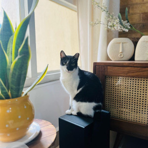 Missing: Black and White Female Indie Cat from Portuguese Church, Dadar-3