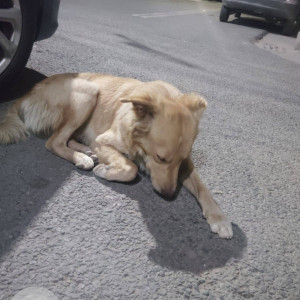 Found: White-Brown Mix Male Indie Dog from Calvary Church Vikaspuri-3