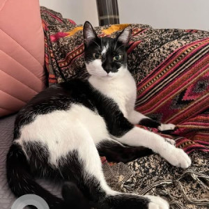Missing: Black and White Female Indie Cat from Portuguese Church, Dadar
