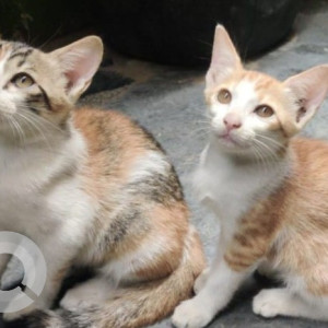 Missing: White-Brown Mix Female Indie Cat from Ambedkar Nagar Police Station-2