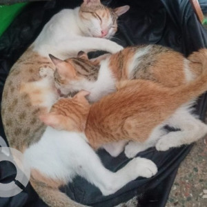 Missing: White-Brown Mix Female Indie Cat from Ambedkar Nagar Police Station-3