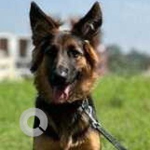 Missing: Black and Brown Female German Shepherd Dog from Kaggalipura, Bengaluru