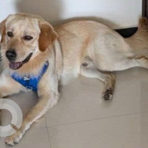 Found: White-Brown Mix Male Labrador Retriever Dog from Nanakramguda-3