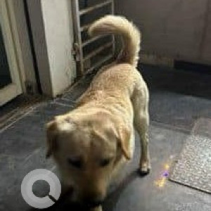 Found: White-Brown Mix Male Labrador Retriever Dog from Nanakramguda-2