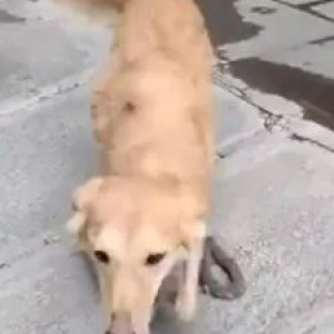 A White-Brown Mix Golden Retriever Indie mix Dog Found from Kasturi Nagar, Bengaluru-2
