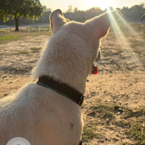 Missing: White Male Indie Dog from Tihar Village-2