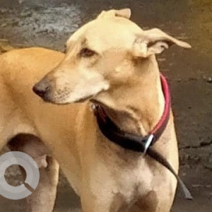 Found: Brown Male Indie Dog from Kodambakkam, near Railway station