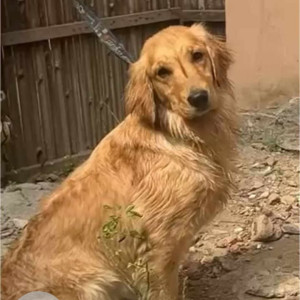 Missing: Brown Female Golden Retriever Dog from Pragati vihar near Nbcc building, Delhi