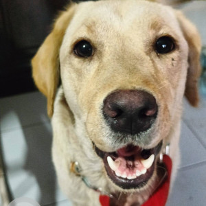 Found: White Female Labrador Dog from Chinchwad area