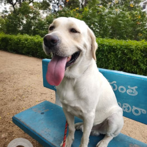 A White Labrador Dog Found from Bharat Heavy Electricals Limited, Hyderabad