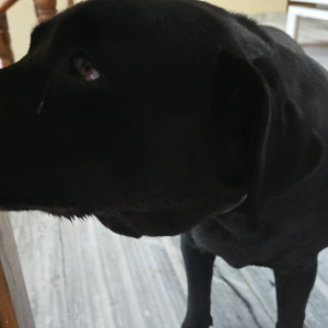 A Black Indie Dog Found from Sector 15, Panchkula-2