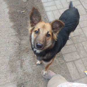 Found: Black and Brown Male Indie Dog from Model colony,  near Symbiosis Bhavan/ Khau Gali