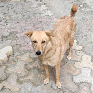 Missing: Brown Female Indie Dog from D block Sarvodaya Enclave
