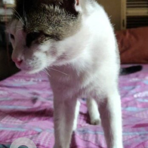 A White and Grey Indie Cat Missing from Ukila Paikpara, Kolkata-2