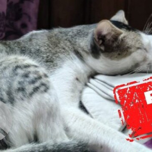 A White and Grey Indie Cat Missing from Ukila Paikpara, Kolkata-3
