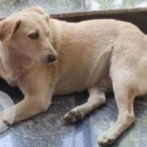 Missing: White Male Indie Dog from Dwarka Sector-18, Delhi