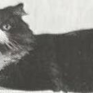 A Black and White Persian Dog Missing from Choolaimedu, Chennai