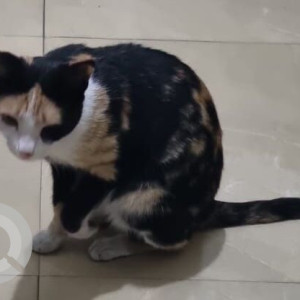 Found: Black and White Female Calico Cat from Hadapsar Pune