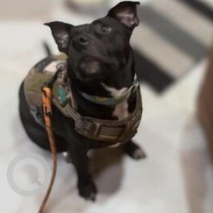 Missing: Black and White Male Pitbull mix Dog from Sabzi Mandi, Sahibabad, UP (NCR)