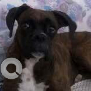 Missing: White-Brown Mix Female Boxer Dog from Patrakar Nagar, food stalls, near Senapati Bapat Road