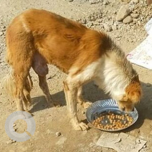 Missing: White-Brown Mix Male Indie Dog from Voyage to the Stars, near Nonnas/HDFC Bank area, NIBM Road
