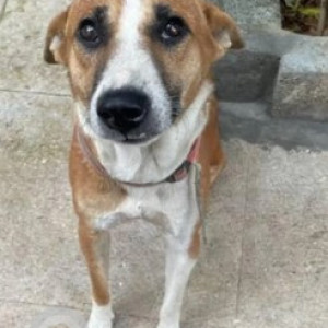 A White-Brown Mix Indie Dog Missing from Kengeri Satellite Town, Bengaluru-3