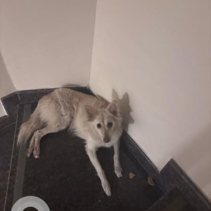 Found: White Female Indie Dog from Halasuru (in front of Good Shepherd Church)-2