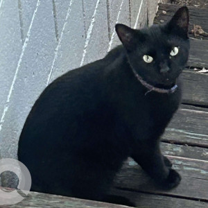 Missing: Black Male Indie Cat from Crawford County