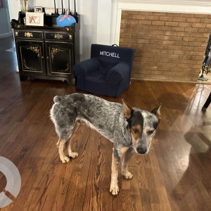 Found: White and Grey Male Indie Dog from Little Rock