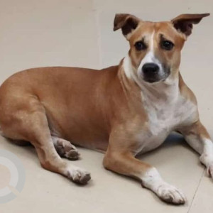 Missing: White-Brown Mix Male Indie Dog from Nagpur